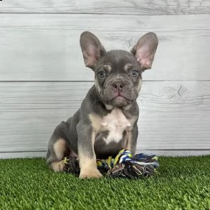 adorabili bulldog francese cuccioli ** maschio e femmina ** | Foto 0