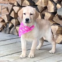 adorabili labrador cuccioli ** maschio e femmina **
