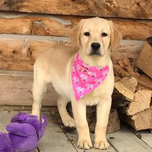 adorabili labrador cuccioli ** maschio e femmina ** | Foto 0