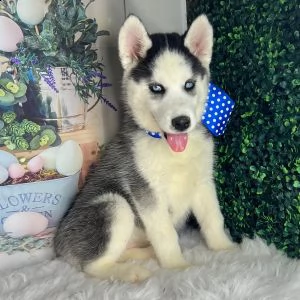 adorabili siberian husky cuccioli ** maschio e femmina **
