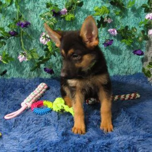 adorabili german shepherd cuccioli ** maschio e femmina **