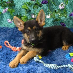 adorabili german shepherd cuccioli ** maschio e femmina ** | Foto 0