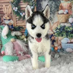 adorabili siberian huskie cuccioli ** maschio e femmina ** | Foto 0