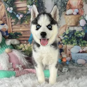 adorabili siberian huskie cuccioli ** maschio e femmina **