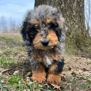 adorabili bernedoodle cuccioli ** maschio e femmina **