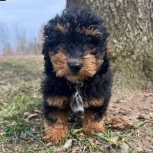adorabili bernedoodles cuccioli ** maschio e femmina **