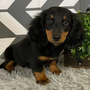 adorabili  daschunds cuccioli ** maschio e femmina **