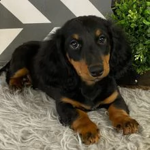 adorabili  daschunds cuccioli ** maschio e femmina ** | Foto 0