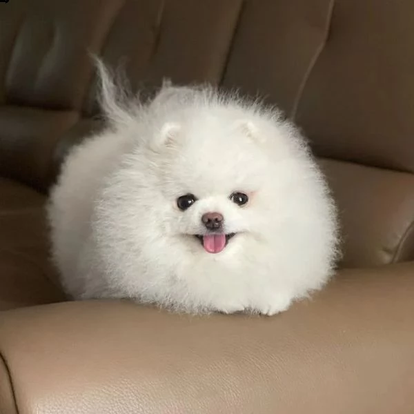 charming teacup pomerania puppies (+393509706299)
