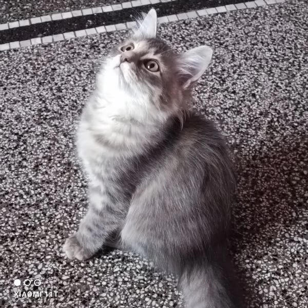 Cuccioli siberiani  | Foto 5