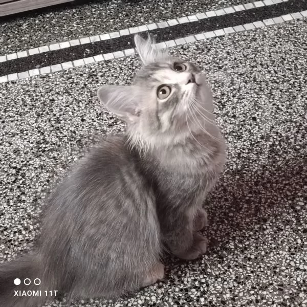 Cuccioli siberiani  | Foto 4