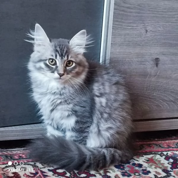 Cuccioli siberiani  | Foto 3