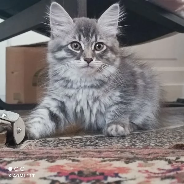 Cuccioli siberiani  | Foto 2