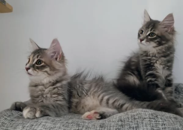 Cuccioli siberiani  | Foto 1