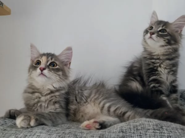 Cuccioli siberiani  | Foto 0