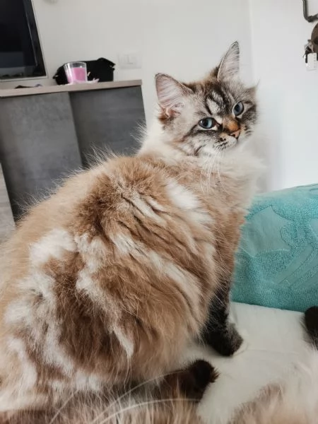 Cuccioli siberiani  | Foto 5