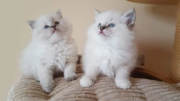 Cuccioli siberiani  | Foto 2