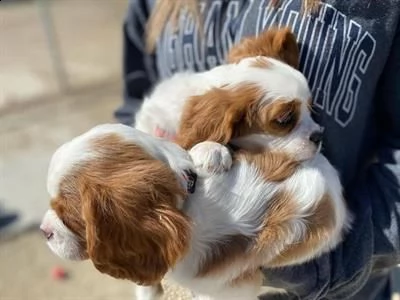 simpatici cuccioli adorabili di king charles | Foto 1