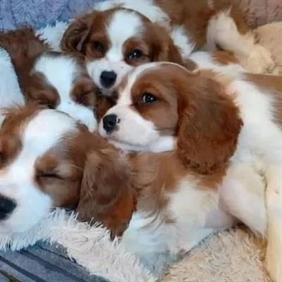 simpatici cuccioli adorabili di king charles | Foto 0