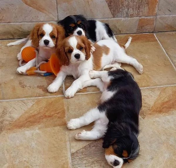 simpatici cuccioli adorabili di king charles