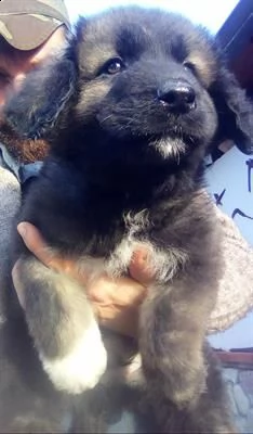 pastore del caucaso | Foto 1