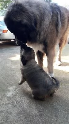 pastore del caucaso | Foto 0