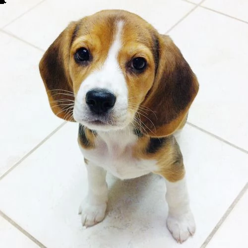 regalo beagle mini disponibile..  | Foto 0