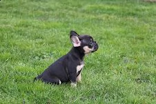 bouledogue francesi di alta genealogia | Foto 2