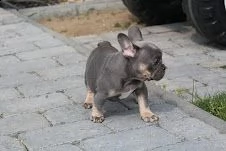 bouledogue francesi di alta genealogia | Foto 1