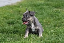 bouledogue francesi di alta genealogia | Foto 0