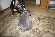 cuccioli di bouldogue francesi | Foto 3