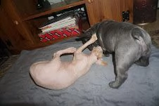 cuccioli di bouldogue francesi | Foto 1