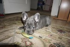 cuccioli di bouldogue francesi | Foto 0