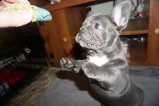 cuccioli di bouldogue francesi