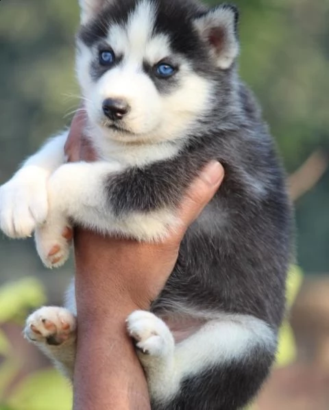 3 cucciola siberian husky