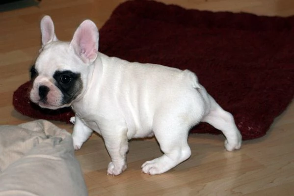 bouledogue francese (bulldog bianco e nero e miele ) | Foto 4