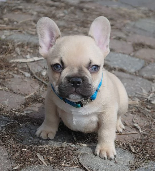 bouledogue francese (bulldog bianco e nero e miele ) | Foto 2