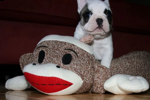 bouledogue francese (bulldog bianco e nero e miele ) | Foto 1