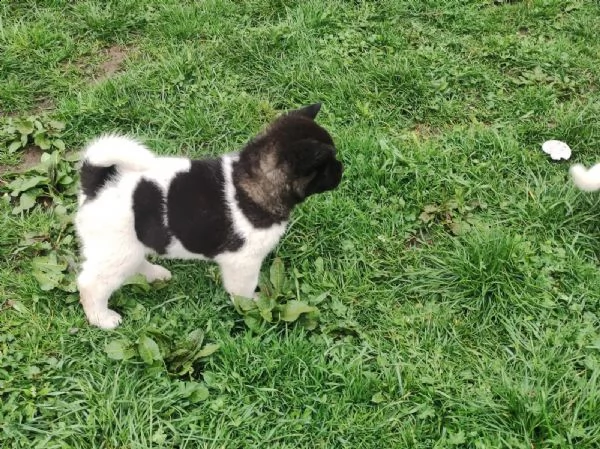 ultimo cucciolo disponibile akita | Foto 3