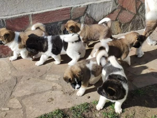 ultimo cucciolo disponibile akita
