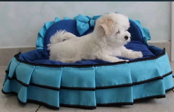 bellissimi cuccioli di maltese cercano casa! i cu...