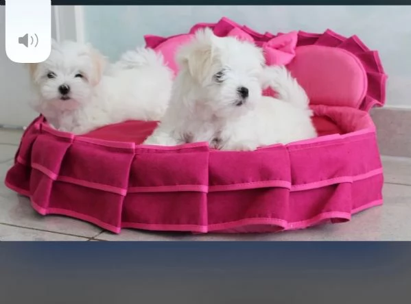 bellissimi cuccioli di maltese cercano casa! i cu... | Foto 0