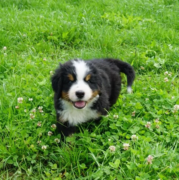 cuccioli bovaro del bernese