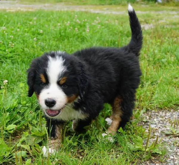 cuccioli bovaro del bernese | Foto 2