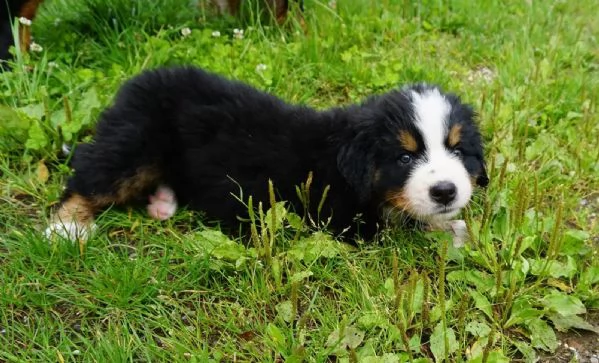 cuccioli bovaro del bernese | Foto 1