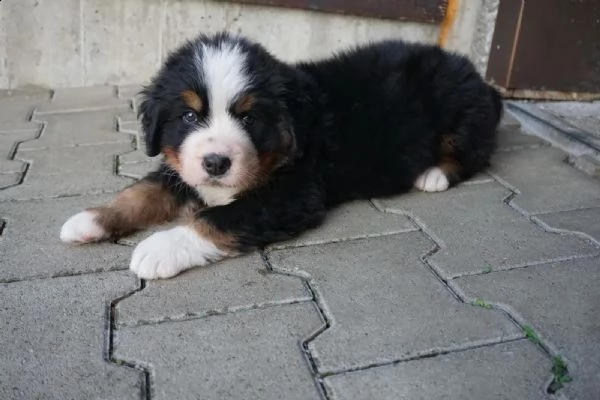 cuccioli bovaro del bernese | Foto 0