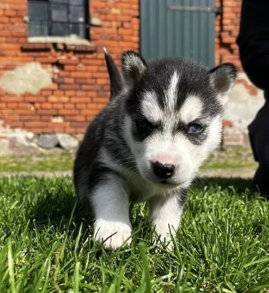 Bellissime cucciole di Siberian Husky | Foto 2