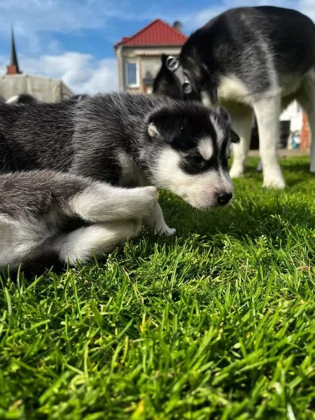 Bellissime cucciole di Siberian Husky | Foto 0