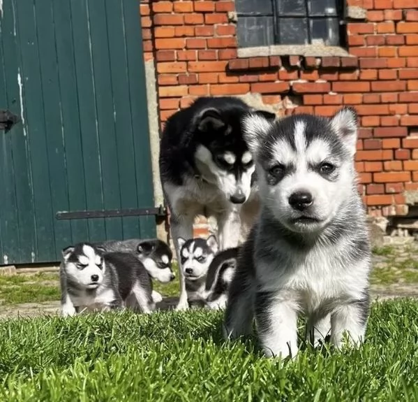 Bellissime cucciole di Siberian Husky