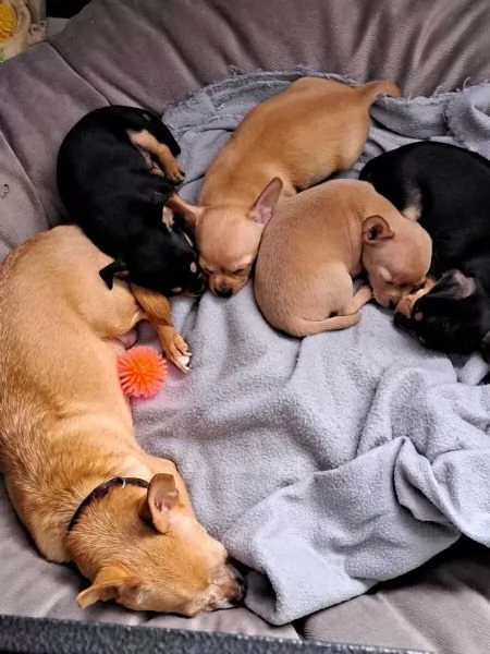 Bellissimi cuccioli di chihuahua con pedigree